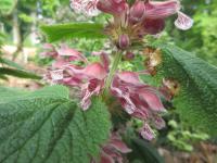 Hluchavka šalvějová (Lamium orvala)