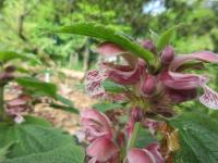 Hluchavka šalvějová (Lamium orvala)
