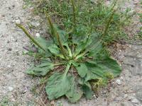 Jitrocel větší (Plantago major) Jitrocel větší (Plantago major)