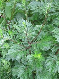Pelyněk černobýl (Artemisia vulgaris)