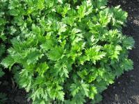 Pelyněk černobýl (Artemisia vulgaris)