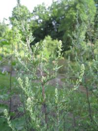 Pelyněk černobýl (Artemisia vulgaris)