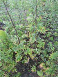 Pelyněk černobýl (Artemisia vulgaris)
