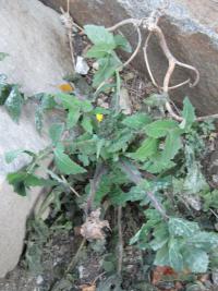 Mléč zelinný (Sonchus oleraceus)