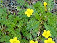 Mochna husí (Potentilla anserina)