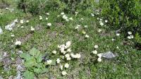 Dryádka osmiplátečná (Dryas octopetala)