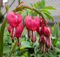 Srdcovka nádherná (Lamprocapnos spectabilis)