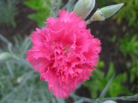 Karafiát zahradní (Dianthus caryophyllus)