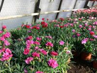 Karafiát zahradní (Dianthus caryophyllus)
