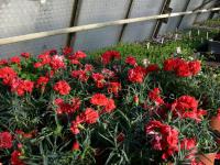 Karafiát zahradní (Dianthus caryophyllus)