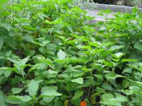 Mochyně židovská (Physalis alkekengi)