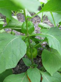 Mochyně židovská (Physalis alkekengi)