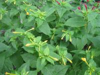 Nocenka zahradní (Mirabilis jalapa)