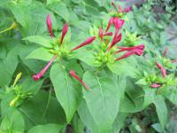 Nocenka zahradní (Mirabilis jalapa)
