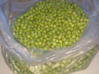 Hrách setý (Pisum sativum)