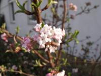 Kalina vonná (Viburnum farreri)