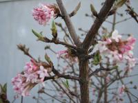 Kalina vonná (Viburnum farreri)