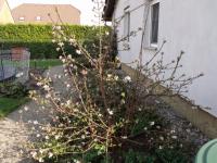 Kalina vonná (Viburnum farreri)