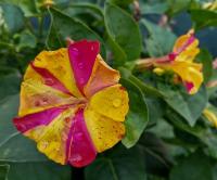 Nocenka zahradní (Mirabilis jalapa)