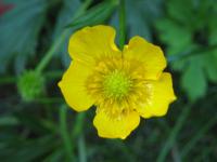 Pryskyřník prudký (Ranunculus acris)