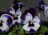Violka rohatá (Viola cornuta)
