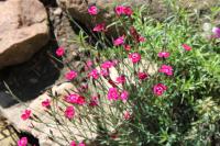 Karafiát zahradní (Dianthus caryophyllus)