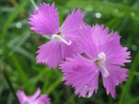 Karafiát zahradní (Dianthus caryophyllus)