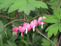 Srdcovka nádherná (Lamprocapnos spectabilis)