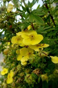 Mochnovec křovitý (Dasiphora fruticosa)