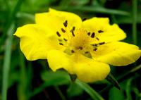 Mochna husí (Potentilla anserina)