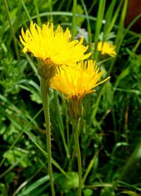 Mléč rolní (Sonchus arvensis)