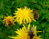 Mléč rolní (Sonchus arvensis)
