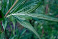Pelyněk černobýl (Artemisia vulgaris)