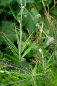 Pelyněk černobýl (Artemisia vulgaris)