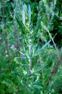 Pelyněk černobýl (Artemisia vulgaris)