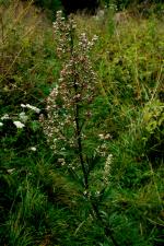 Pelyněk černobýl (Artemisia vulgaris)