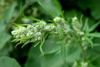 Pelyněk černobýl (Artemisia vulgaris)