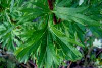 Pelyněk černobýl (Artemisia vulgaris)