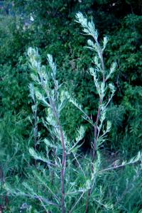 Pelyněk černobýl (Artemisia vulgaris)