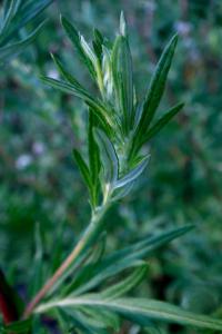 Pelyněk černobýl (Artemisia vulgaris)
