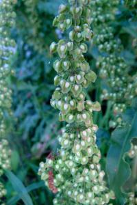 Šťovík dlouholistý (Rumex longifolius)