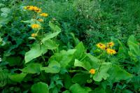 Kolotočník ozdobný (Telekia speciosa) Kolotočník ozdobný (Telekia speciosa)