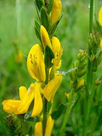 Kručinka barvířská (Genista tinctoria)