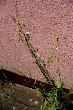 Mléč zelinný (Sonchus oleraceus)