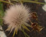Mléč zelinný (Sonchus oleraceus)