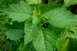 Mochyně židovská (Physalis alkekengi)