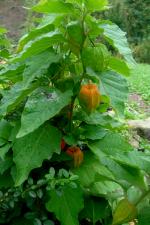 Mochyně židovská (Physalis alkekengi)