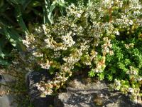 Rozchodník bílý (Sedum album)