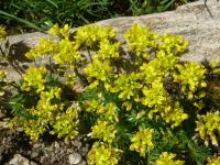 Chudina vždyzelená 'Napoleon' (Draba aizoides)