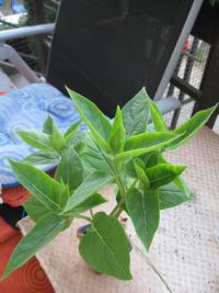 Nocenka zahradní (Mirabilis jalapa)